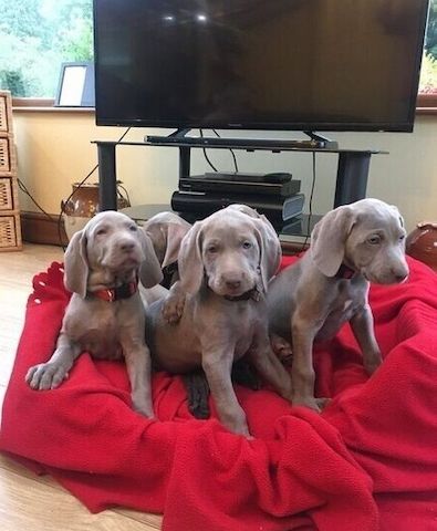 Weimaraner-Welpen suchen ein neues Zuhause.