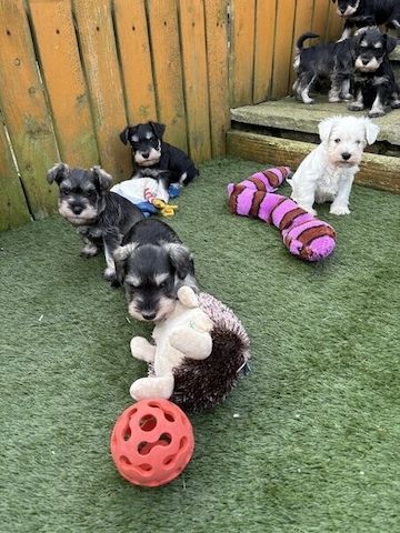 Schnauzer-Welpen suchen ein neues Zuhause.