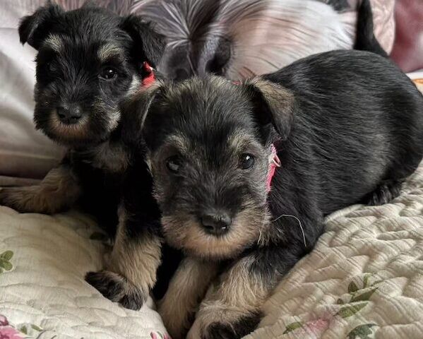 Schnauzer-Welpen suchen ein neues Zuhause.