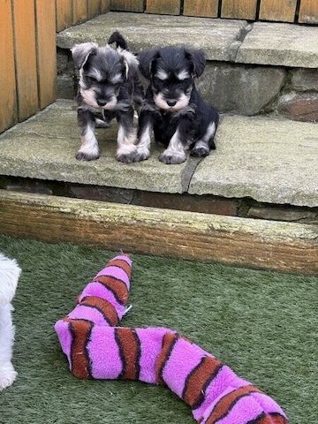Schnauzer-Welpen suchen ein neues Zuhause.
