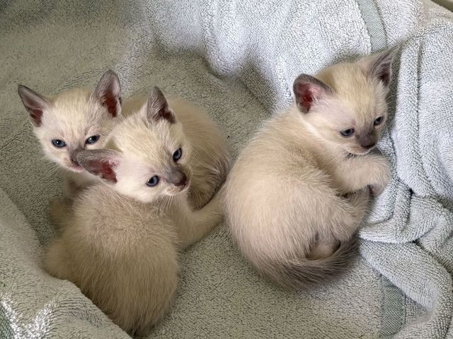 Siamesen-Kätzchen suchen ein neues Zuhause.