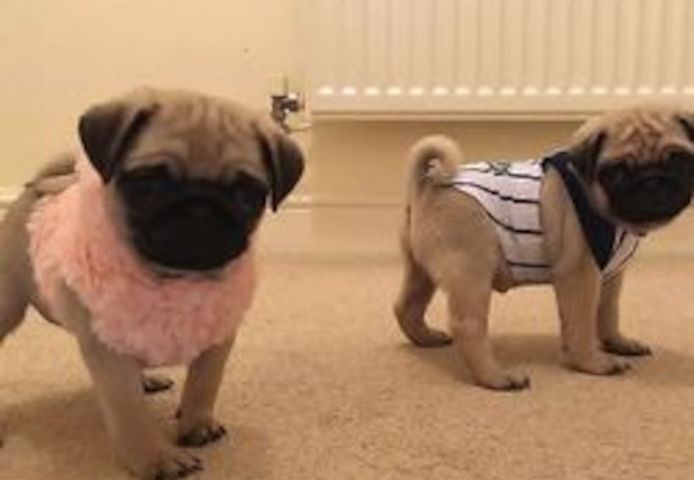 Mops-Welpen suchen ein neues Zuhause.