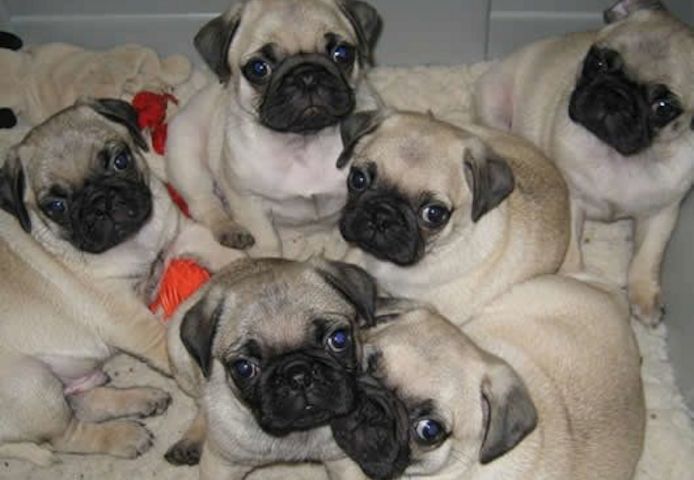 Mops-Welpen suchen ein neues Zuhause.