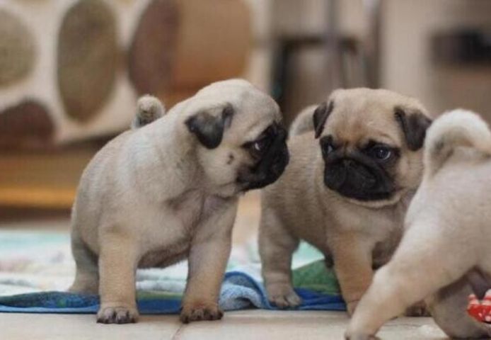 Mops-Welpen suchen ein neues Zuhause.