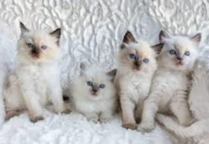 Ragdoll-Kätzchen suchen ein neues Zuhause.