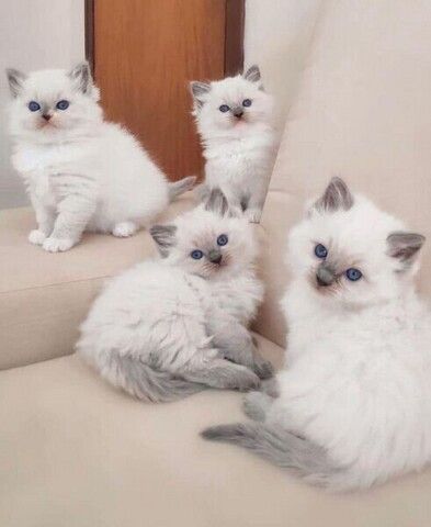 Ragdoll-Kätzchen suchen ein neues Zuhause.
