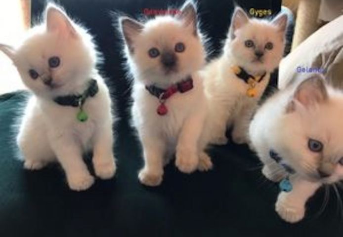 Ragdoll-Kätzchen suchen ein neues Zuhause.