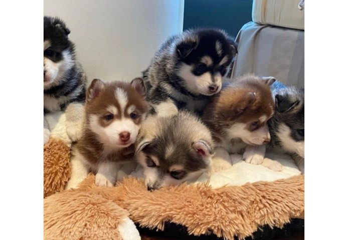 Pomsky-Welpen suchen ein neues Zuhause.