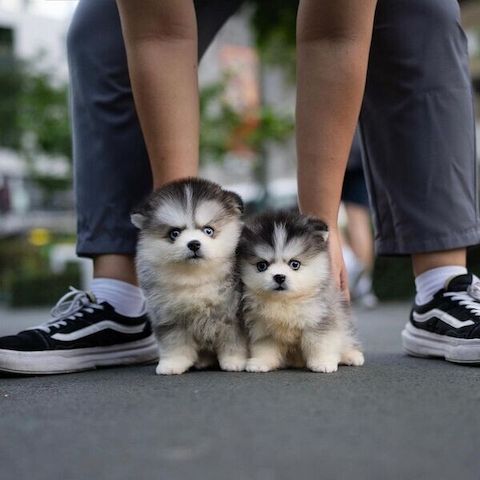 Pomsky-Welpen suchen ein neues Zuhause.
