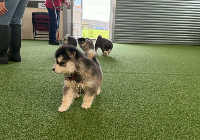 Pomsky-Welpen suchen ein neues Zuhause.