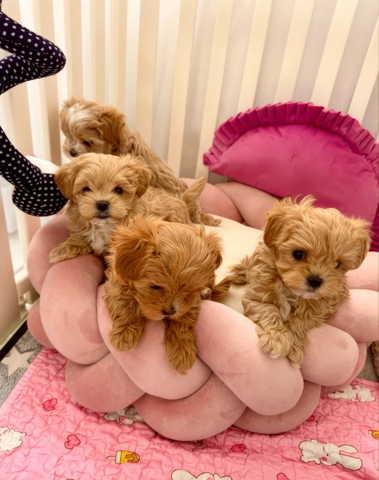 Maltipoo-Welpen suchen ein neues Zuhause.