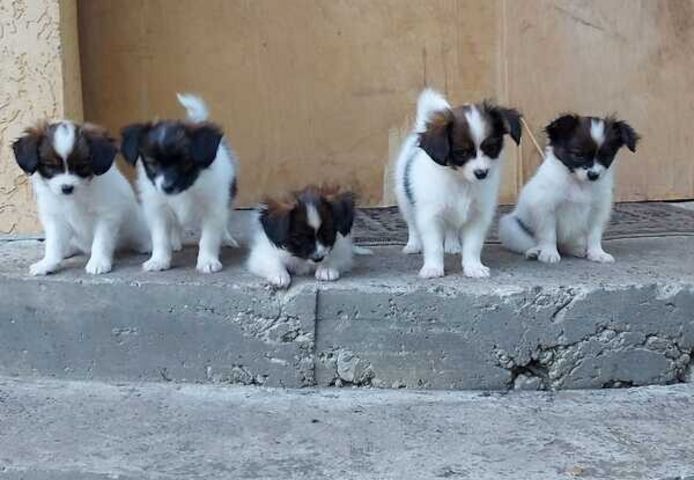 Papillon-Welpen suchen ein neues Zuhause.