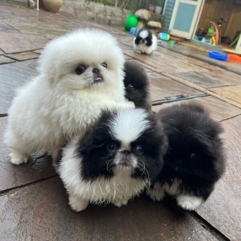 Pekingesen-Welpen suchen ein neues Zuhause.