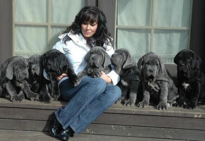 Welpen der Rasse Neapolitanischer Mastiff abzugeben.