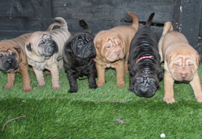 Chinese-Shar-Pei-Welpen suchen ein neues Zuhause.