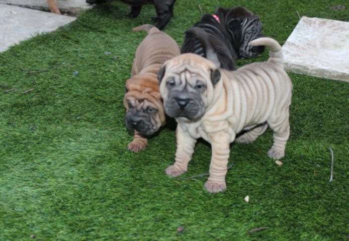 Chinese-Shar-Pei-Welpen suchen ein neues Zuhause.