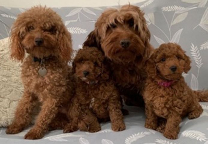 Cockapoo-Welpen suchen ein neues Zuhause.