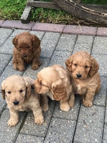 Cockapoo-Welpen suchen ein neues Zuhause.
