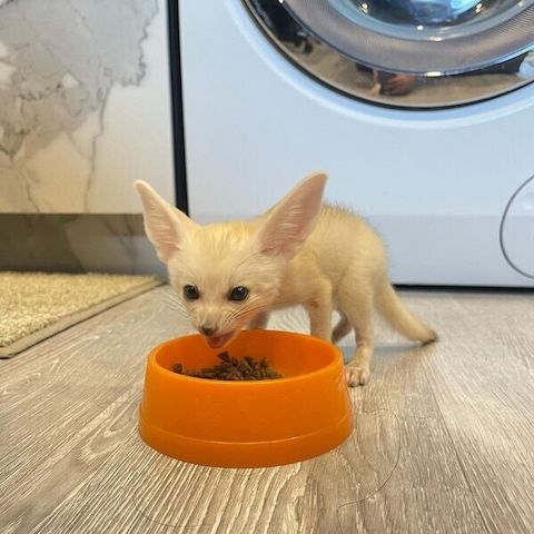Wüstenfuchs (Fennek) zur Adoption.
