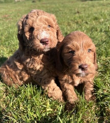 Goldendoodle-Welpen suchen ein neues Zuhause.