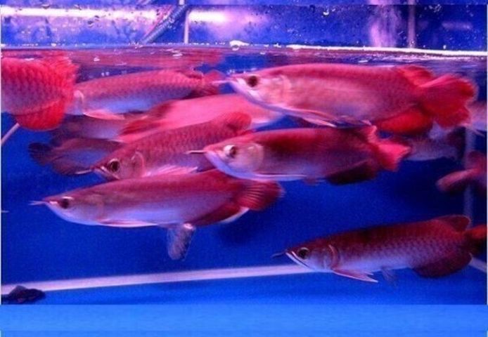Arowana-Fische und andere Arten zu verkaufen.