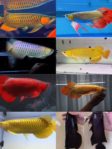 Arowana-Fische und andere Arten zu verkaufen.