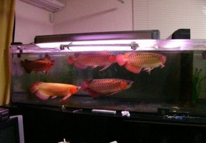 Arowana-Fische und andere Arten zur Adoption.