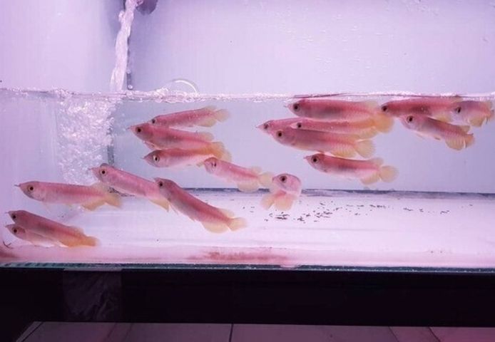 Arowana-Fische und andere Arten zur Adoption.