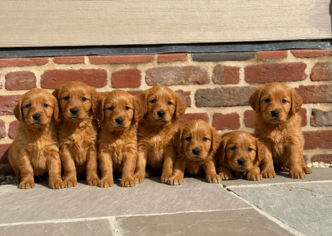 Golden-Retriever-Welpen suchen ein neues Zuhause.
