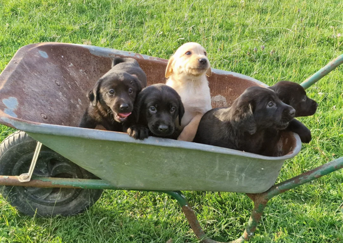 Labrador-Welpen suchen ein neues Zuhause.