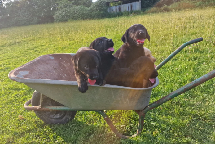 Labrador-Welpen suchen ein neues Zuhause.