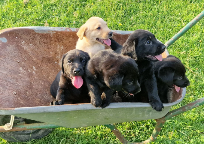 Labrador-Welpen suchen ein neues Zuhause.