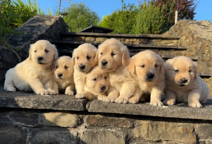 Ich suche ein liebevolles Zuhause für meine Golden-Retriever-Welpen.