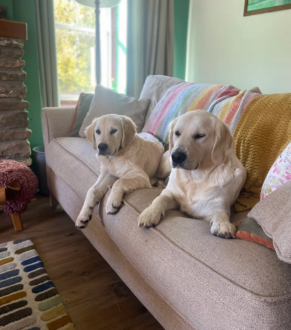 Ich suche ein liebevolles Zuhause für meine Golden-Retriever-Welpen.