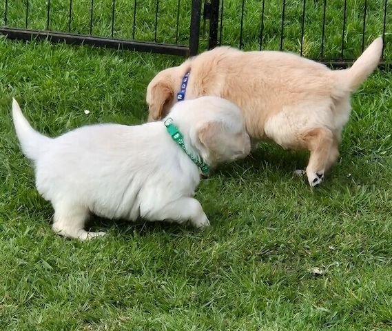 Ich suche ein liebevolles Zuhause für meine Golden-Retriever-Welpen.