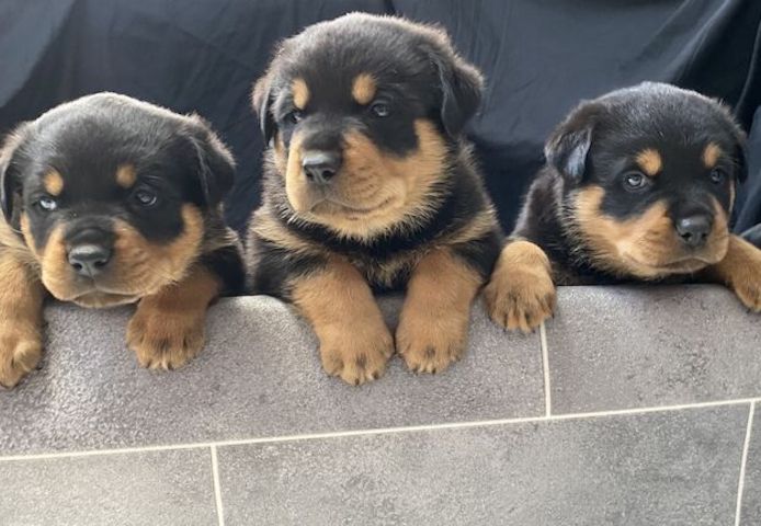 Rottweiler-Welpen. WhatsApp: +44 7469 456352