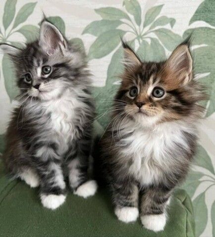 Maine-Coon-Kätzchen suchen ein neues Zuhause.