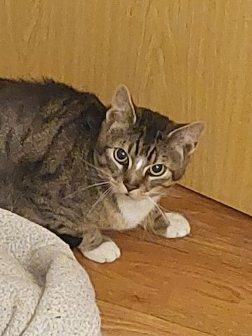 Kater (3J) in liebevolle Hände abzugeben!