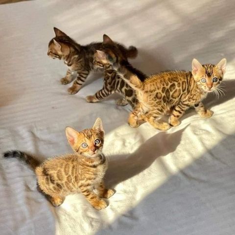 Bengal-Kätzchen suchen ein neues Zuhause.