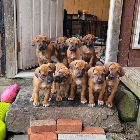 Rhodesian-Ridgeback-Welpen suchen ein neues Zuhause.