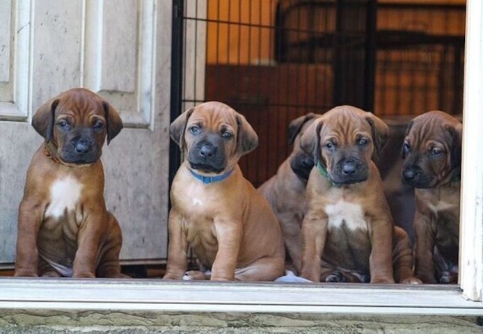 Rhodesian-Ridgeback-Welpen suchen ein neues Zuhause.