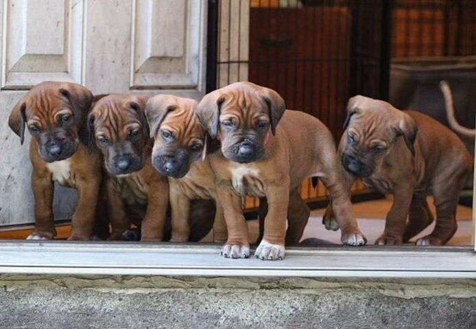 Rhodesian-Ridgeback-Welpen suchen ein neues Zuhause.