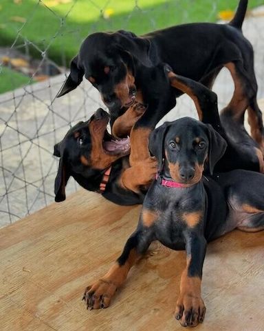 Dobermann-Welpen suchen ein neues Zuhause.