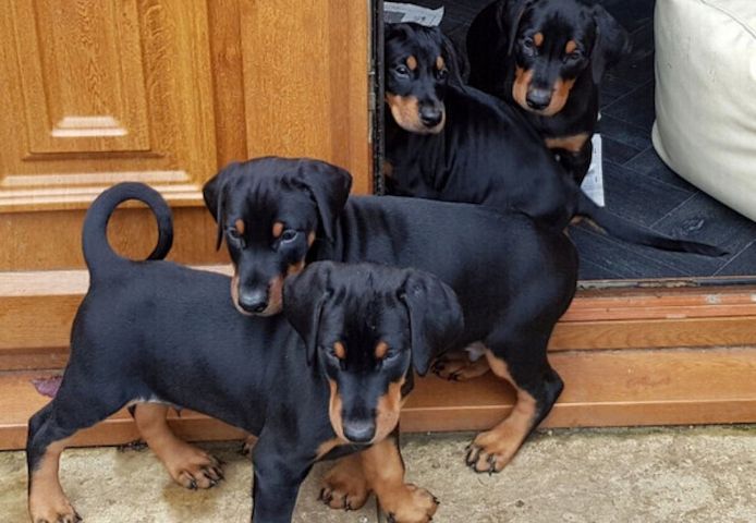 Dobermann-Welpen suchen ein neues Zuhause.