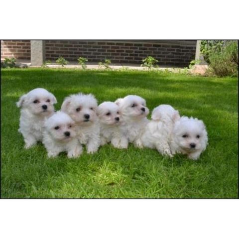 Malteser-Welpen (wunderschön und klein)