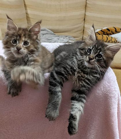 Maine-Coon-Kätzchen