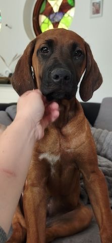 Rhodesian Ridgeback Rüde 12 Wochen alt