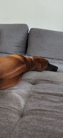 Rhodesian Ridgeback Rüde 12 Wochen alt