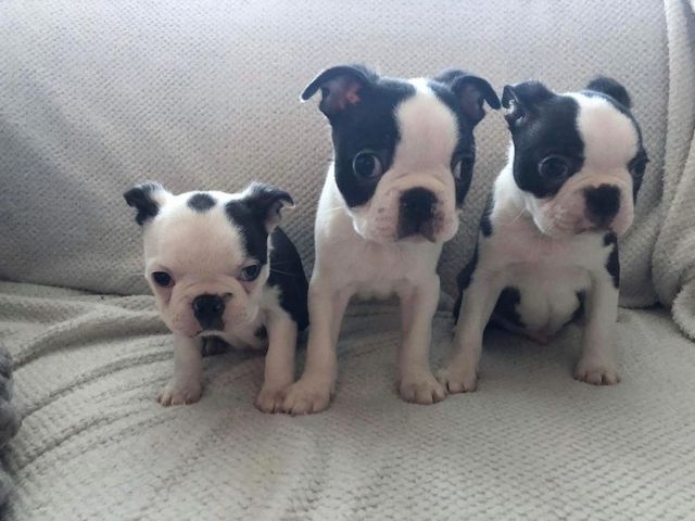 Boston-Terrier-Welpen mit Papieren zu verkaufen