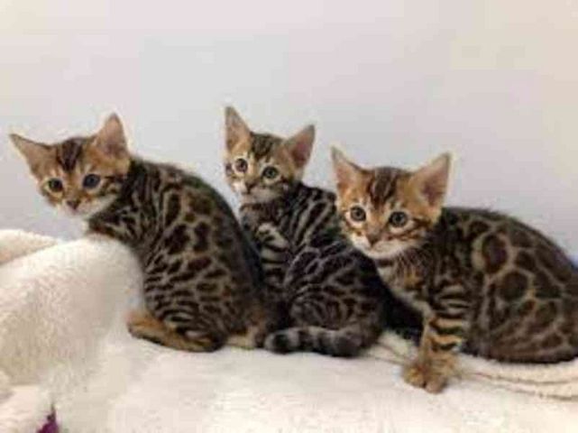 Niedliche Bengalkätzchen zur Adoption